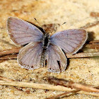 Eastern Tailed Blue