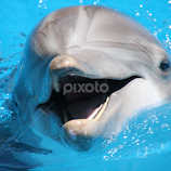 Friendly dolphin by Kirsten Gamby -  