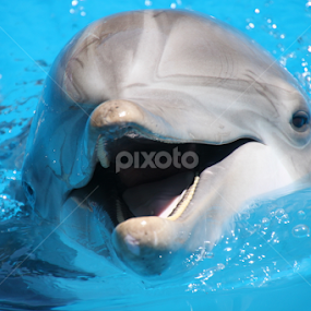 Friendly dolphin by Kirsten Gamby - Animals Sea Creatures