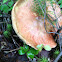 Bolete