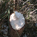 Cotton wood tree chewed down by a beaver