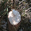 Cotton wood tree chewed down by a beaver