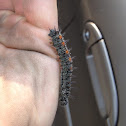 Mourning Cloak Butterfly Larva