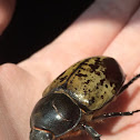 Hercules beatle... I just found a similar one, in Arkansas, the other day.