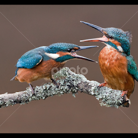 by Marlene Finlayson - Animals Birds