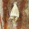 Ribbed Bagworm