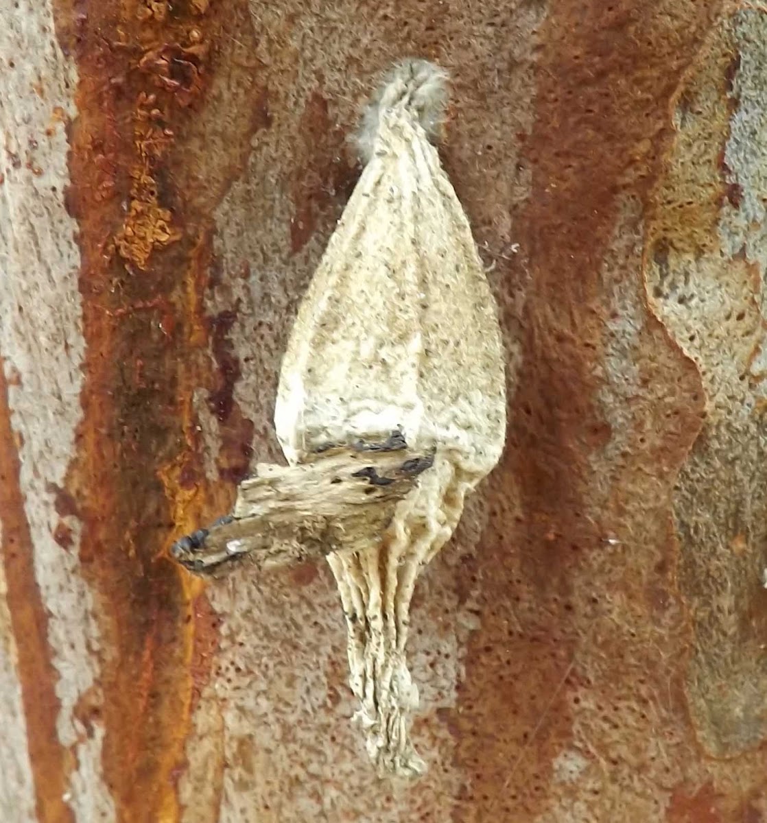 Ribbed Bagworm