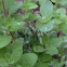 bush katydid (nymph)