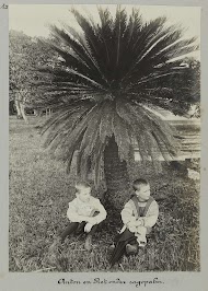 Anton en Piet onder sagopalm. (Tourtonne)