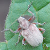 Grape Rootworm Beetle