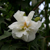 Confederate rose or the cotton rosemallow