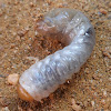 Larva de besouro