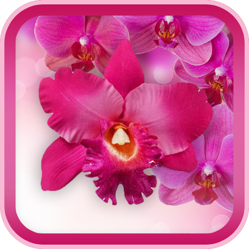 Pink Orchid Live Wallpaper HD LOGO-APP點子