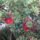 Bottlebrush