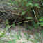 Gopher tortoise burrow.