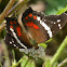 Banded Peacock