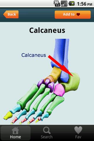 Color Skeletal Anatomy