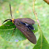 Wasp moth