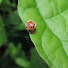 12 spotted ladybeetle