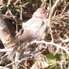 House Finch (male)