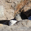 Himalayan Pika