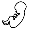 BabyBump Live Wallpaper logo