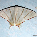 Geometridae, Ourapterygini