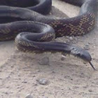 Black Rat Snake