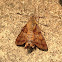 African Hummingbird Hawk Moth