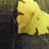 triangle wing moth