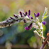 Wisteria sp.