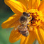 Honey Bee