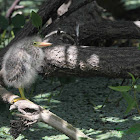 Green Heron (baby)