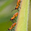 Small Milkweed Bug Nymph