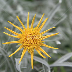 Yellow Mellow by Hairudin Yunus - Flowers Single Flower