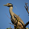 yellow crowned knight heron