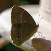 Dingy Bushbrown or Common Bushbrown