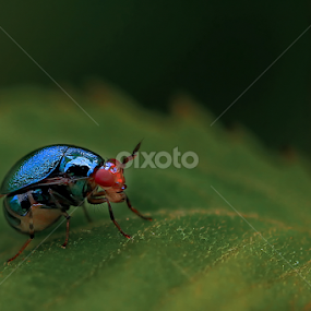 Weevil by A Friyana Wiradikarta - Animals Insects & Spiders