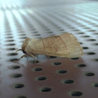 Yellownecked Caterpillar (moth)