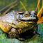 American Bullfrog