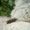 Indian Tortoiseshell Caterpillar / Gusjenica