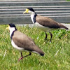 Spur-winged Plover