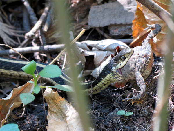 Common Garter Snake (eating a frog) | Project Noah