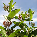 Common Milkweed