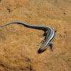 Five-lined or blue tailed skink