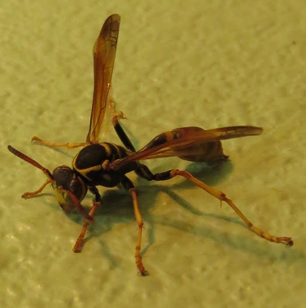 Western Paper Wasp | Project Noah