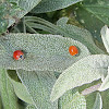 Western Blood-Red Lady Beetle