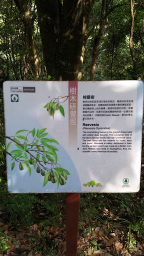 香港仔樹木研習徑 梭羅樹