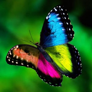 Pet Chameleon Effect LWP 1.0