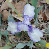 Dwarf Bearded Iris